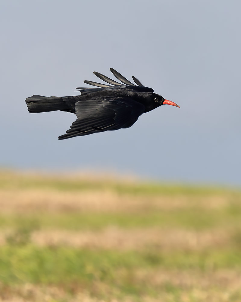 Chough